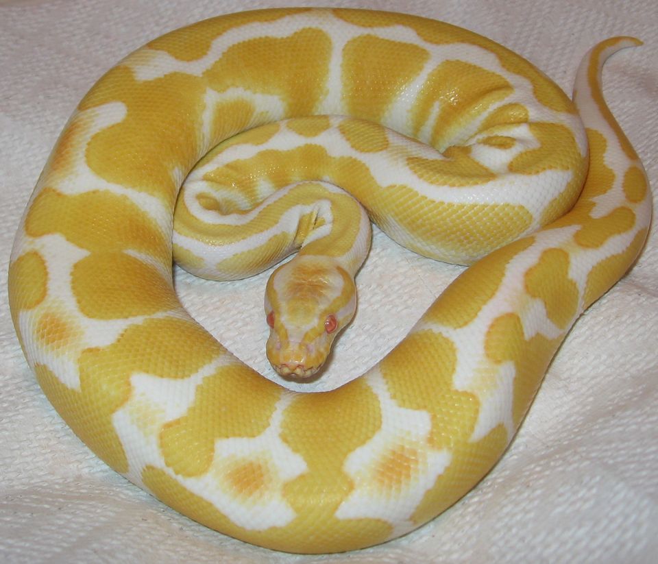 Axanthic Clown 母 2025CB