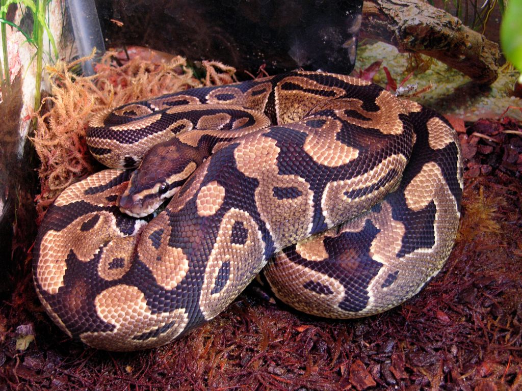 Pinstripe Enchi 公 2025CB